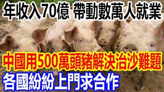 年收入70億，帶動數萬人就業，中國竟用500萬頭豬解決治沙難題，各國紛紛上門求合作