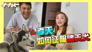 【P-Pet】S3 EP1 孝天在說你有沒在聽！？一招就讓爆衝哈士奇乖乖聽話！！ feat.陳彥婷