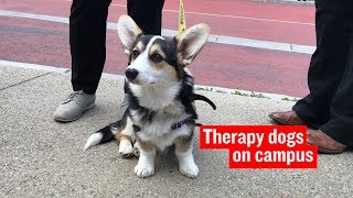 La Trobe welcomes therapy puppies to Bundoora Campus