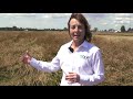 how to find the optimal harvest time in grass seed english subtitles