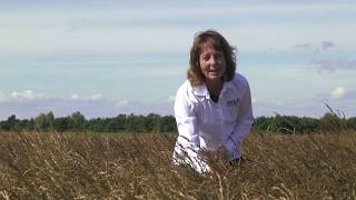 How to find the optimal harvest time in grass seed (English subtitles)