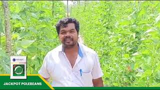 #sarpan #farmersuccess #JACKPOT #POlebeans #Pencilbeans | Stringless Dark green fruits | 8884448098