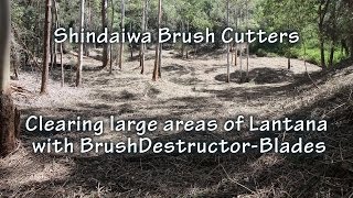 Clearing Large Areas of Lantana with Shindaiwa Brushcutters \u0026 BrushDestructor Blades