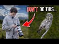 3 BAD HABITS of Beginner Wildlife Photographers