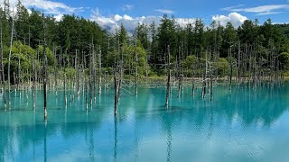 [絶景][充電旅][4K]北海道美瑛　青い池　出川哲郎の充電させてもらえませんか？　ロケ地　鈴木奈々　#shorts #出川哲郎 #出川哲朗の充電させてもらえませんか