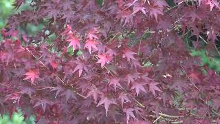 ワイエムエス　フレンドリー　皿山公園の紅葉（須恵町）　2024/11/23