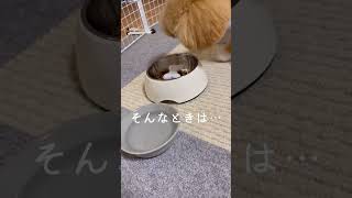 【力業】食べたいだけ食べる！#short#マルプー#食事#子犬