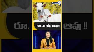 రూ. 41 కోట్ల ఆవు ..అత్యంత ఖరీదైన ఆవు | Rs. 41 crore cow ..the most expensive cow | Prime9info