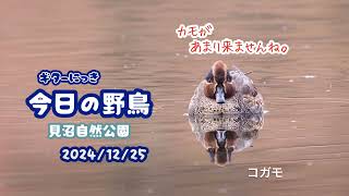 ギター日記　今日の野鳥　・　見沼自然公園　2024年12月25日