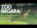 🇲🇾 Walking Around Zoo Negara, Kuala Lumpur 2021