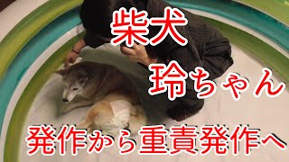 柴犬玲ちゃんの重積発作から緊急入院翌日までの報告  パワーをありがとうございます! ※説明文もお読みください