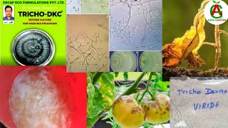 তরল ট্রাইকোডারমা কালচার তৈরি ও ব্যবহার / liquid trichoderma culture #agrogarden