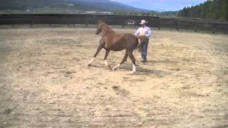 Ground Work -  Spoiled Horse