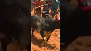 உம்பளச்சேரி சிங்கம் அருமையான ஆட்டம் /💯😡#jbsandiyar #jallikkattu #manjuvirattu #shots