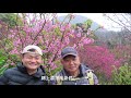 六九健行隊_1100209_陽明山花季賞花趣