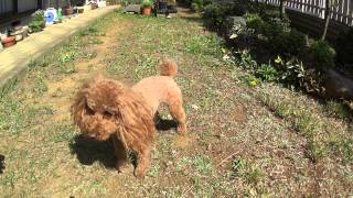 [Toy Poodle Alex] トイプードルAlex ～ SONY HDR-AS100Vスーパースロー編 (Super Slow)