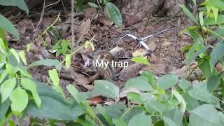 My trap taking Mongoose