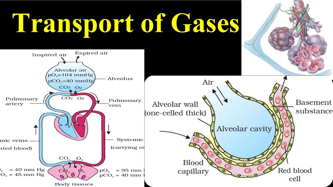 Transport Of Gases | Transport Of Oxygen And Carbon Dioxide In Blood ...