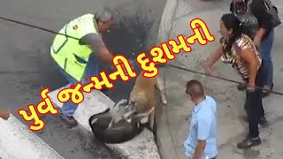 પુર્વ જન્મની દુશમની નો બદલો આ જન્મમાં | Animal Revenge | Most Trending Video 2019 | Crash and Scrap