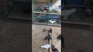 বিস্কুট মাদি মাশাল্লাহ || #pigeon #zahidpigeonworld #shortvideo