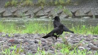 H0045　大分川　雨　餌場に近づけない（ハシボソガラス）Oita River　Rain　That cannot be approached to the feeding area (C Crow)