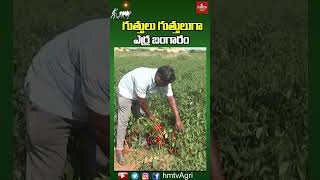 గుత్తులు గుత్తులుగా ఎర్ర బంగారం | #agriculture #hmtvagri #shorts