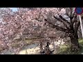 京都 桜の花散る鴨川を歩く🌸 2022年4月9日 walking around kamogawa riv. 【4k】