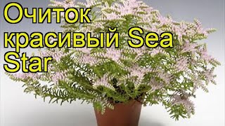 Очиток красивый Морская Звезда. Краткий обзор, описание характеристик sedum pulchellum Sea Star