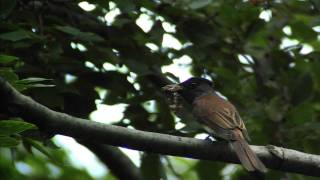 野鳥撮影・ サンコウチョウの捕食シーン　Japanese Paradise Flycatcher