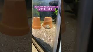 今日のアピスト　トリファスキアータ　 #アピストグラマ アクアリウム #apistogramma #aquarium  #tropicalfish   Apistogramma trifasciata