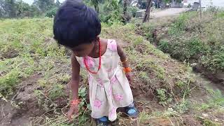 harvesting carrots in kanthalloor