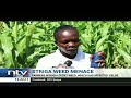 Farmers in Busia decry striga weed which has affected yields