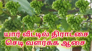 மூன்றே மாதத்தில் கொத்து கொத்தாய் திராட்சை வைக்கணுமா ?  Grapes pruning