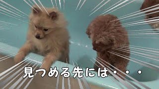 お風呂時間はドキドキ！？　多頭飼いのシャンプーはひと仕事　ポメチワミックス子犬ポン太