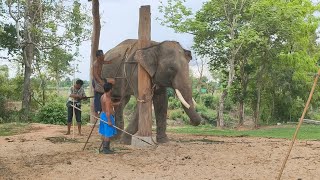 EP สุดท้าย เดินทางกลับบ้าน.ขอบคุณควาญช้างทุกท่าน เรียบร้อยนะบัวทอง