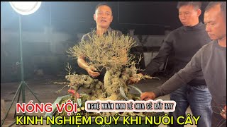 Quảng Tùng| Chia sẻ của nghệ nhân NAM LÊ về việc vội vàng trong việc tạo tác cây !