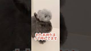 【うさぎあるある】うさぎからわたあめを作る方法【ネザーランドドワーフのコッペ】#ネザーランドドワーフ #コッペパン #うさぎ  #うさぎのいる暮らし #ウサギ #うさぎのいる生活 #shorts