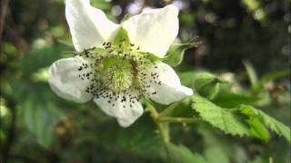 刺莓.(Rubus  creceacanthus Levl.)