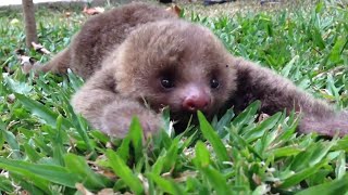 Precious Baby Sloth Takes First Steps || ViralHog