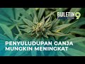 Cabaran Negara Selepas Thailand Benar Tanam Ganja