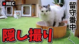 留守番カメラのマイクから『ちゅーる』と聞こえたときの猫達の反応がこちら【関西弁でしゃべる猫】 【猫アテレコ】