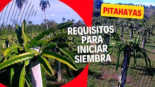 Pitahaya. Requisitos para iniciar siembra.