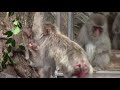 食事をするニホンザルの赤ちゃん②（上野動物園）baby japanese macaque