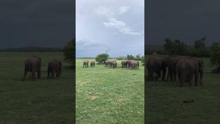 අලි බලන්න කවුඩුල්ල යමු. #kaudullanationalpark #wildelephant #srilankatravelvlog #viralvideo #short