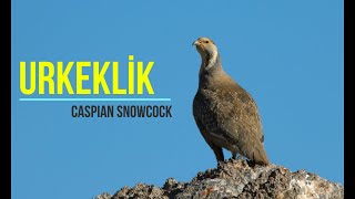 Urkeklik sesi | Caspian Snowcock | Tetraogallus caspius