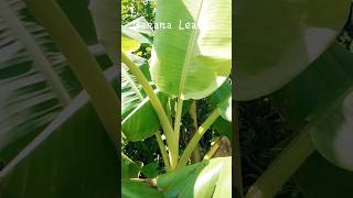 Banana leaves health benefits | Vazhai ilai nanmaigal #shorts #bananaleaves #healthbenefits #garden