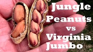 Jungle Peanuts vs Virginia Jumbo Peanuts.