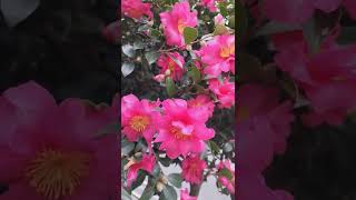 camellia (サザンカ  ﾂﾊﾞｷ科)