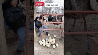 शुतुरमुर्ग का अंडा सबसे बड़ा होता है l Ostrich Egg farming