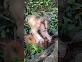 very lovely LEXI baby so nice face😘💐VN7 #monkeys #viral #animals #shortsvideo #monkey #youtube